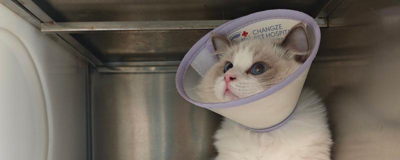 猫感冒的症状，表现为打喷嚏、流清水鼻涕等