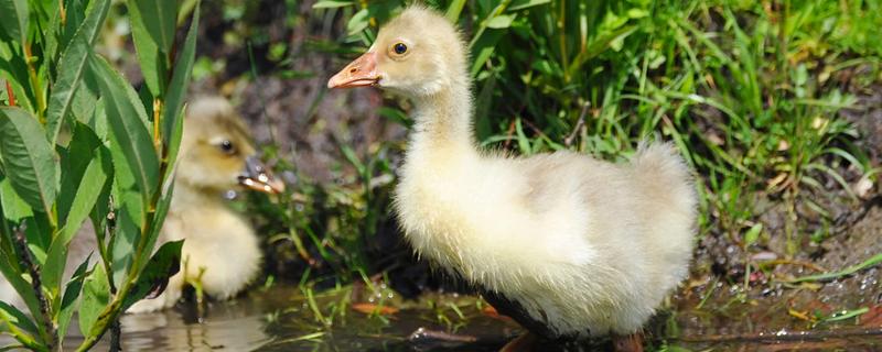 鹅多大才能下水,出壳后4-5天左右即可