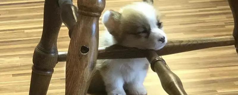 狗狗贫血怎么给它补血，可饲喂富含蛋白质和维生素的食物