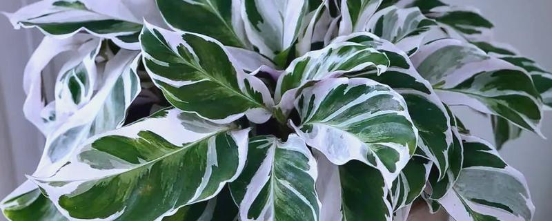 油画竹芋的养殖方法，温度需要控制在18-25℃