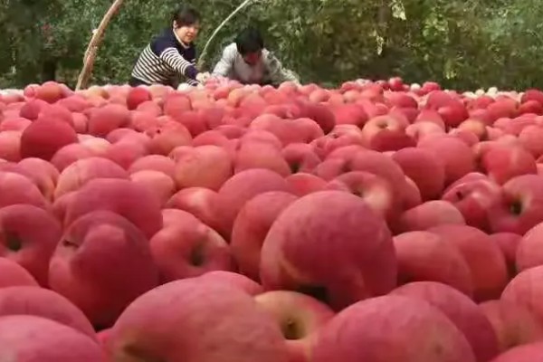 洛川县苹果的价格，不同品种的售价有区别