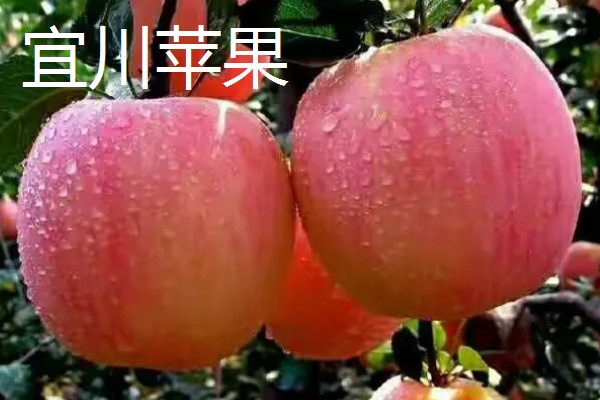 洛川县苹果的价格，不同品种的售价有区别