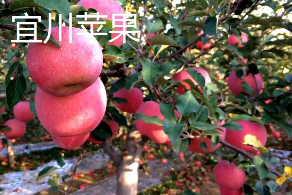洛川县苹果的价格，不同品种的售价有区别