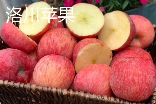 洛川县苹果的价格，不同品种的售价有区别