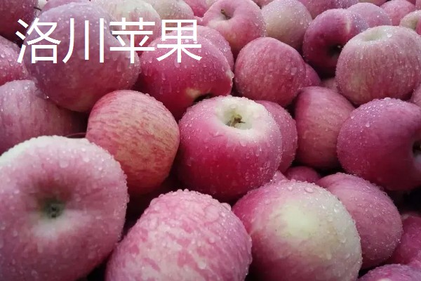 洛川县苹果的价格，不同品种的售价有区别