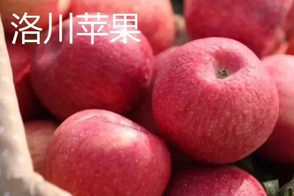 洛川县苹果的价格，不同品种的售价有区别