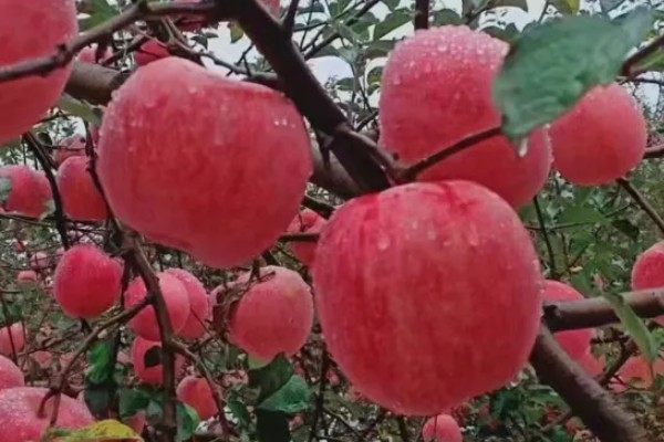 洛川县苹果的价格，不同品种的售价有区别