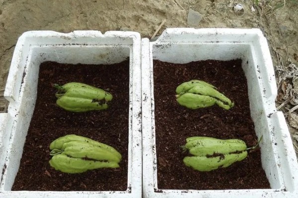 什么时候栽培佛手瓜，在4-5月份种植可提高成活率