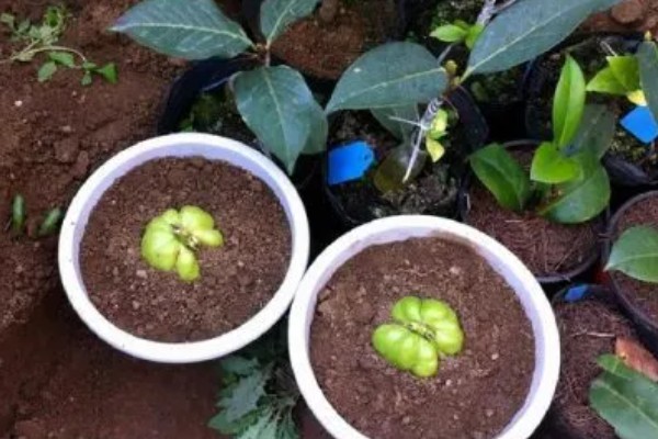 什么时候栽培佛手瓜，在4-5月份种植可提高成活率