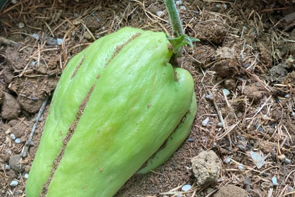 什么时候栽培佛手瓜，在4-5月份种植可提高成活率