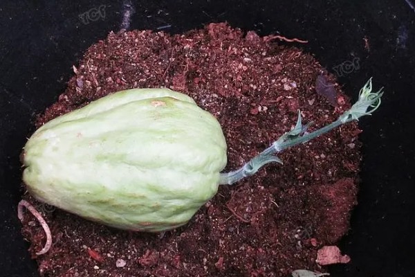 什么时候栽培佛手瓜，在4-5月份种植可提高成活率