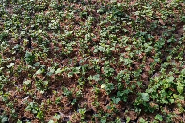 什么时候栽培佛手瓜，在4-5月份种植可提高成活率