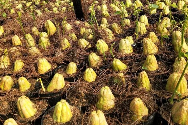 什么时候栽培佛手瓜，在4-5月份种植可提高成活率