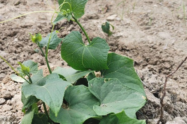 什么时候栽培佛手瓜，在4-5月份种植可提高成活率