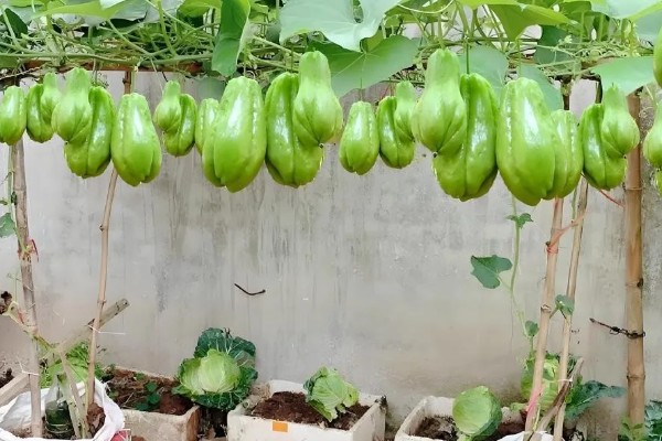 什么时候栽培佛手瓜，在4-5月份种植可提高成活率