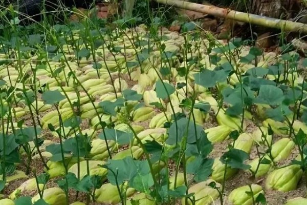什么时候栽培佛手瓜，在4-5月份种植可提高成活率