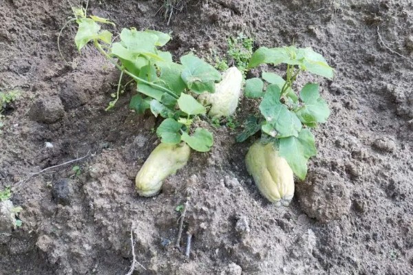 什么时候栽培佛手瓜，在4-5月份种植可提高成活率