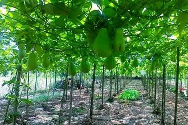 什么时候栽培佛手瓜，在4-5月份种植可提高成活率
