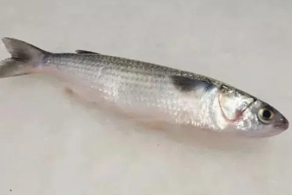 鲚鱼怎么做，以下两种方式可做出美食