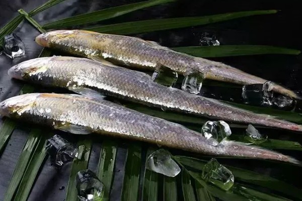 鲚鱼怎么做，以下两种方式可做出美食