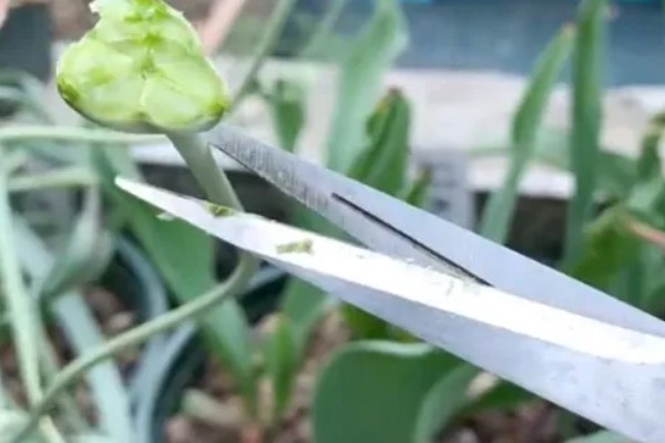 郁金香根部要修剪吗，通常情况下是无需修剪的