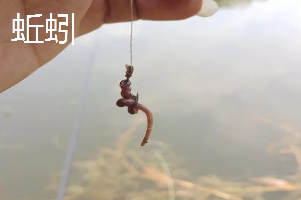 钓鲶鱼的最佳饵料，推荐蚯蚓、鸡肝等