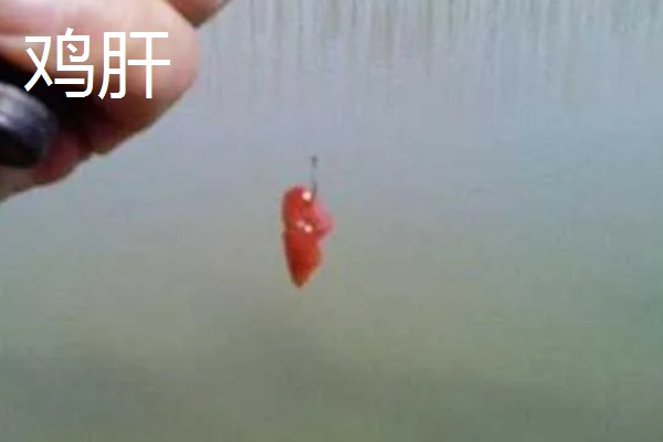钓鲶鱼的最佳饵料，推荐蚯蚓、鸡肝等