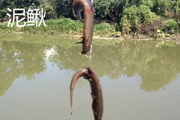 钓鲶鱼的最佳饵料，推荐蚯蚓、鸡肝等