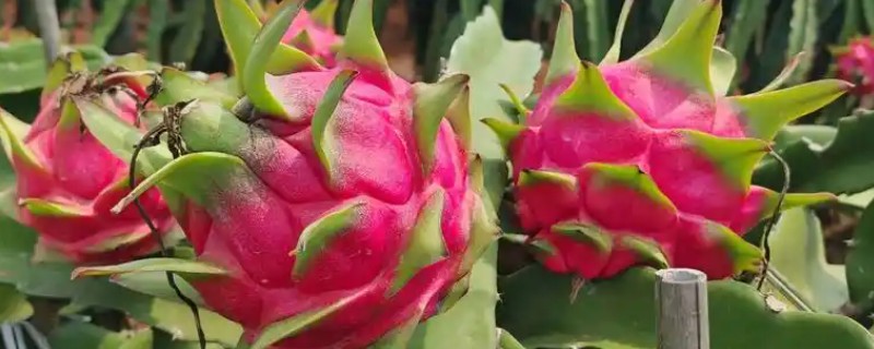 火龙果的种植技术，定植可以选在5月左右进行