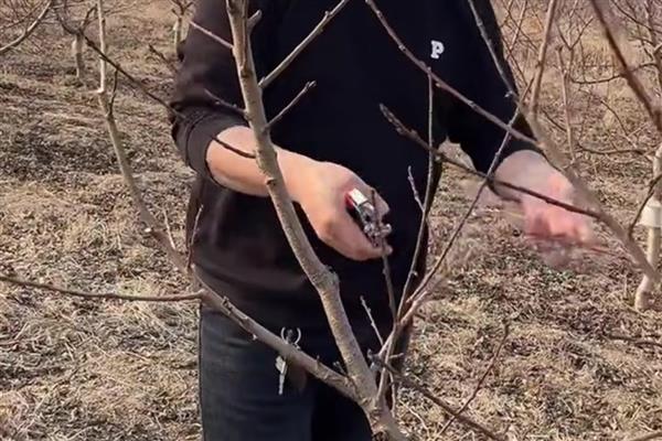 桃树怎么剪枝，要注意去密留稀