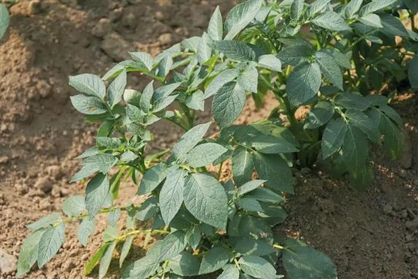 胰岛果适合哪些地块种植,适宜种植土壤为沙质土