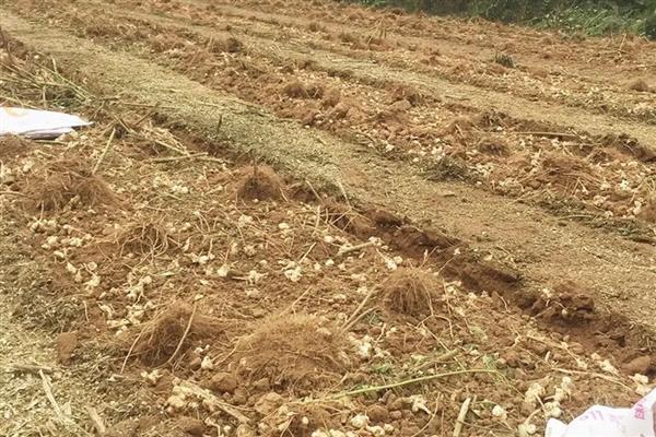 胰岛果适合哪些地块种植,适宜种植土壤为沙质土