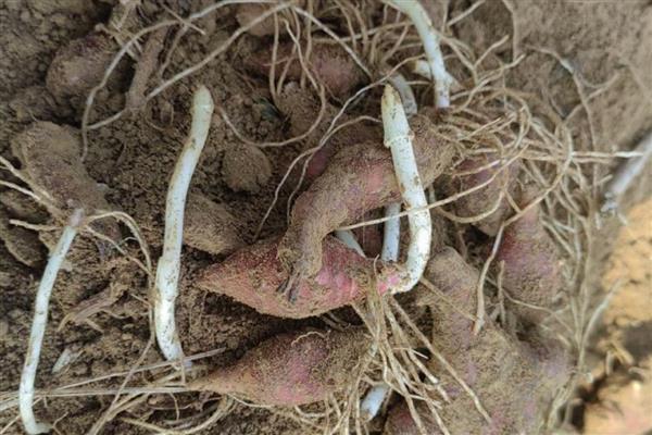 胰岛果适合哪些地块种植,适宜种植土壤为沙质土