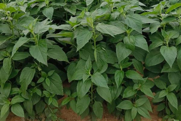 胰岛果适合哪些地块种植,适宜种植土壤为沙质土