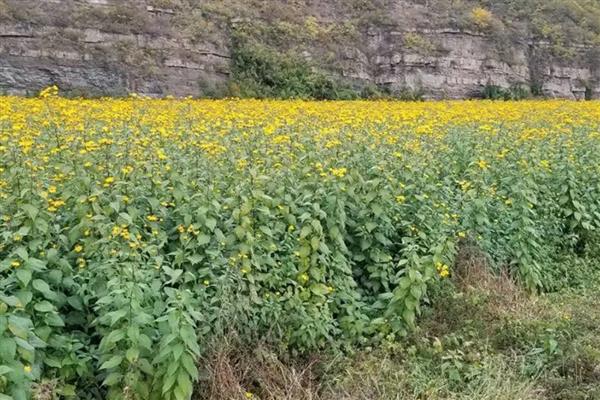 胰岛果适合哪些地块种植,适宜种植土壤为沙质土