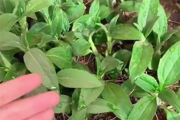 胰岛果适合哪些地块种植,适宜种植土壤为沙质土