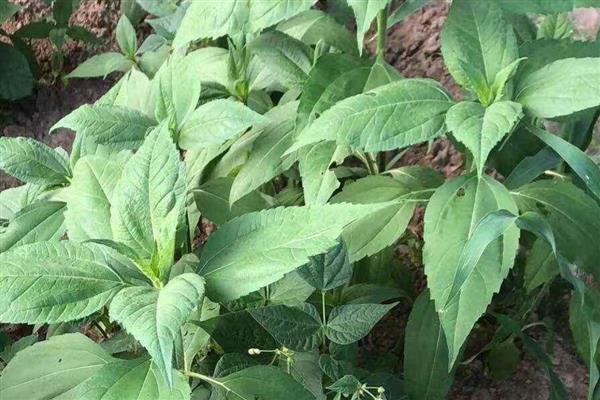 胰岛果适合哪些地块种植,适宜种植土壤为沙质土