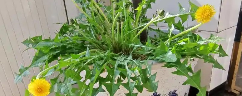 怎么自己在家种蒲公英，将它放到阳光充足的地方养护