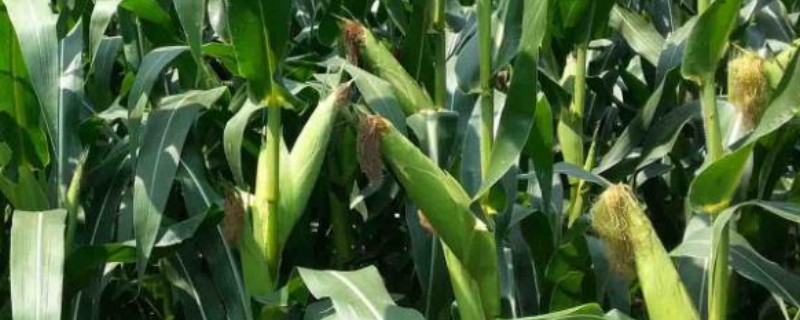 汉单777玉米种简介，出苗至成熟 104天