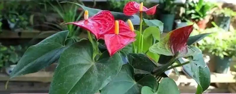红掌的修剪方法，开完花之后立刻剪掉花梗