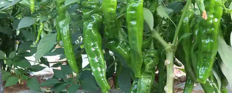 青椒的主产地，主产国有印度、墨西哥、巴西等