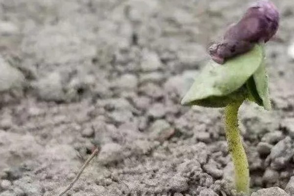 棉花种子的育苗方法，经过暴晒浸种处理可提高出苗率