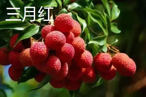 荔枝有哪些品种，常见的有三月红、圆枝等