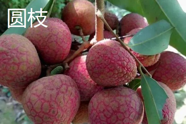 荔枝有哪些品种，常见的有三月红、圆枝等
