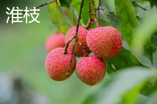 荔枝有哪些品种，常见的有三月红、圆枝等