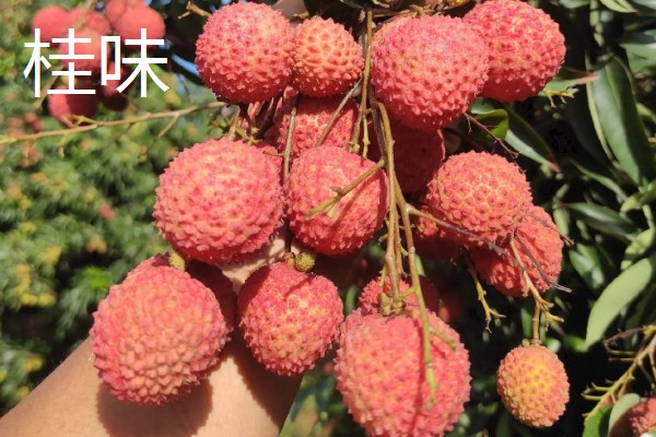 荔枝有哪些品种，常见的有三月红、圆枝等