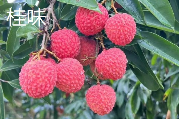 荔枝有哪些品种，常见的有三月红、圆枝等