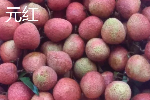 荔枝有哪些品种，常见的有三月红、圆枝等