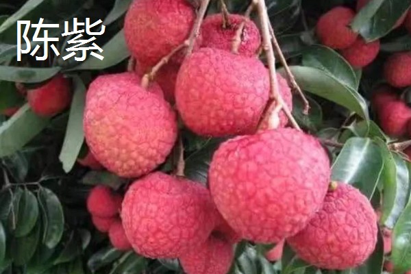 荔枝有哪些品种，常见的有三月红、圆枝等