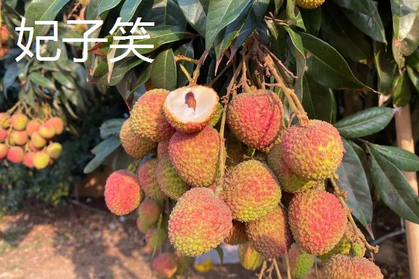 荔枝有哪些品种，常见的有三月红、圆枝等